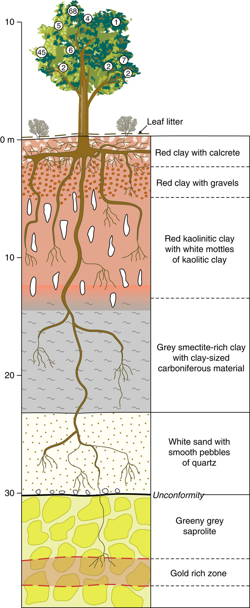 Illustration for article titled How To Find Buried Gold Using Trees